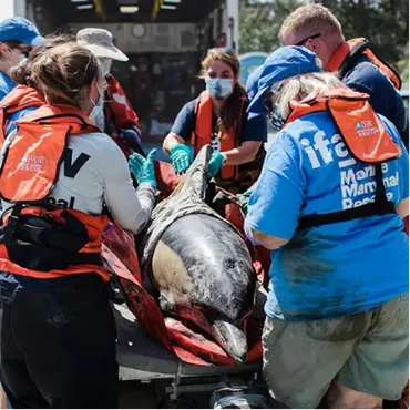 View products and services in Animal Rescue Centre Picture for constellation Animal Rescue Centre